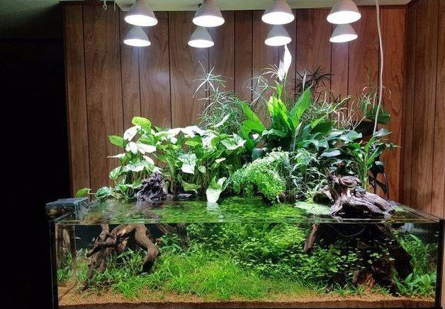 觀賞魚魚缸中水草如何在40度的環(huán)境安全度夏？